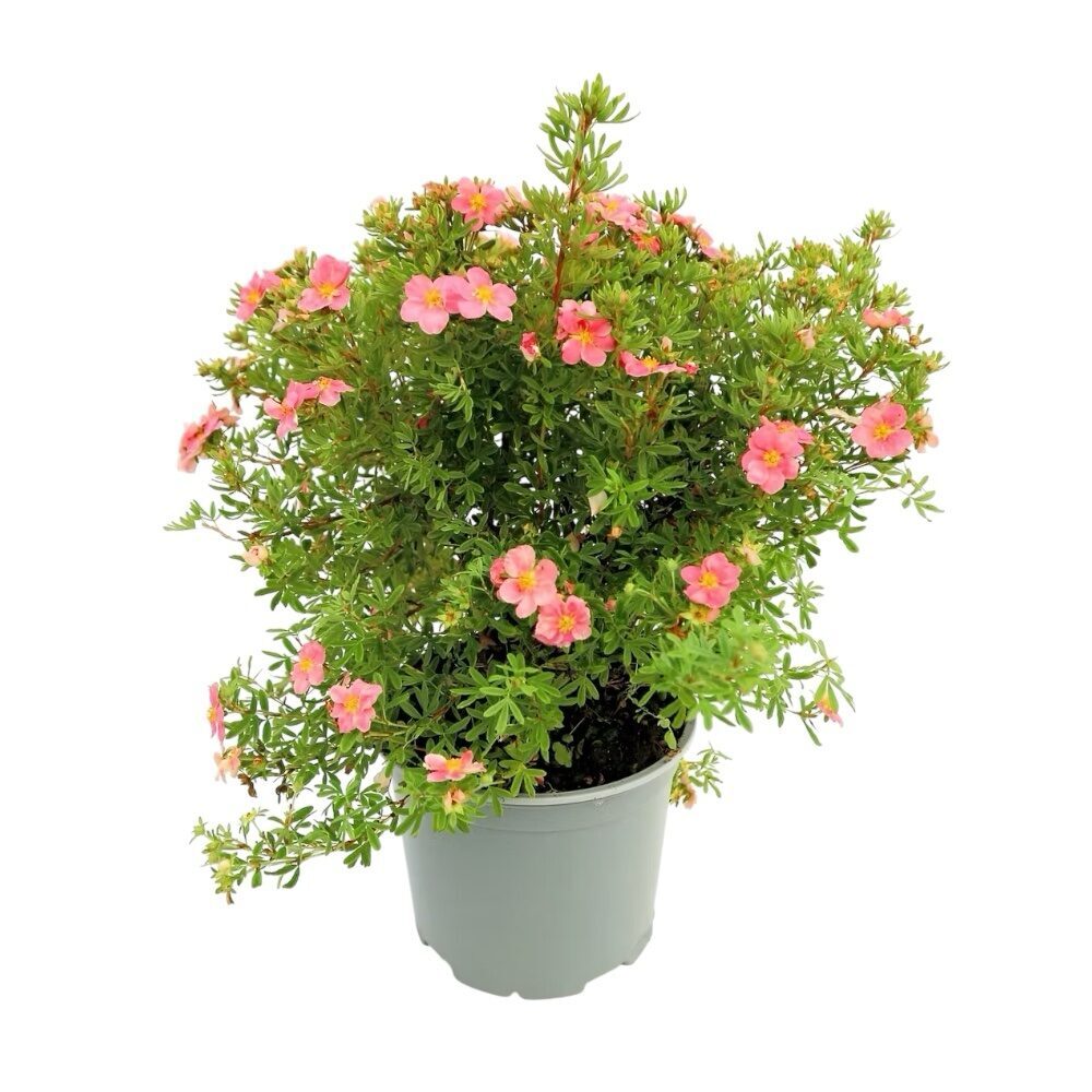 Díszcserjék ültetése Hungaroplant kínálatában